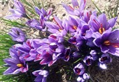 اردبیل|کشت زعفران در اراضی کشاورزی نمین توسعه می‌یابد