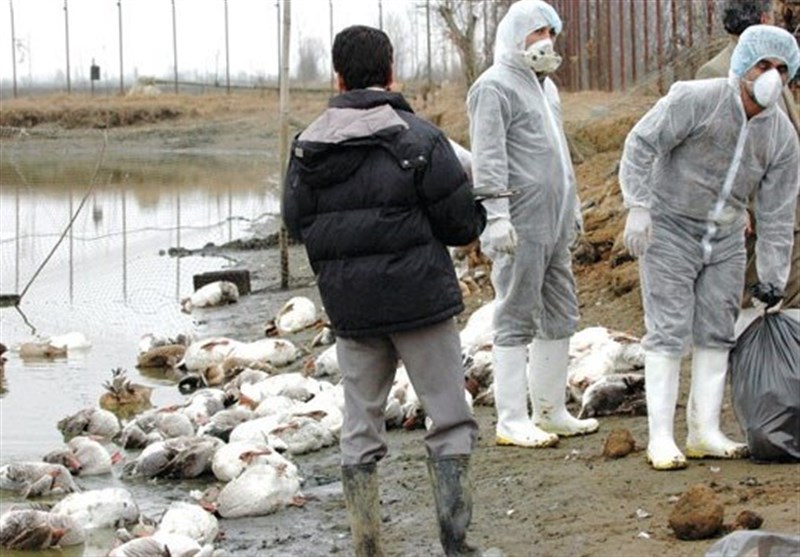 آخرین وضعیت ابتلاء انسانی به آنفلوآنزای پرندگان در ایران