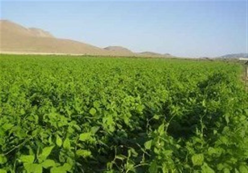 مرکزی| ایران صادر‌کننده حبوبات در چند سال اخیر ‌واردکننده حبوبات شده است