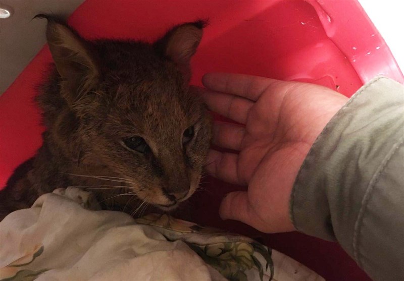 گربه جنگلی تصادفی پیش از آغاز درمان جان سپرد