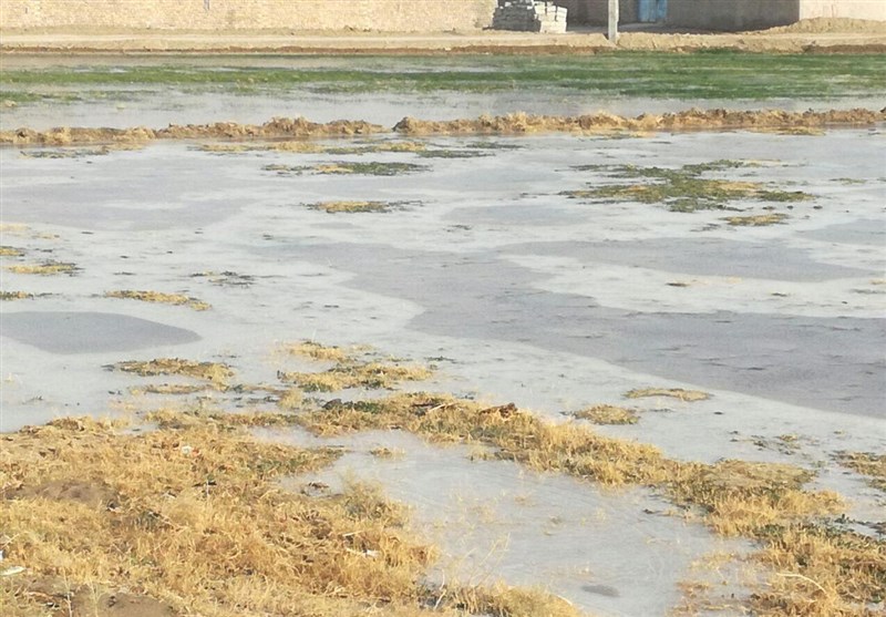 خوزستان| بارندگی 12 میلیارد تومان به بخش کشاورزی اندیمشک خسارت وارد کرد