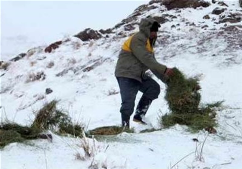 زمستان، فصل پرخطر برای حیات وحش/مدیرکل محیط زیست گلستان از جوامع محلی برای همکاری کمک خواست