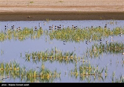 به مناسبت روز جهانی تالاب ها