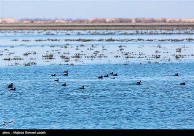 به مناسبت روز جهانی تالاب ها