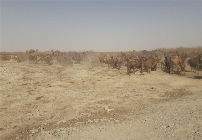 اعتراف ناخواسته محیط‌زیست سیستان و بلوچستان به &quot;خشکی تالاب هامون&quot;