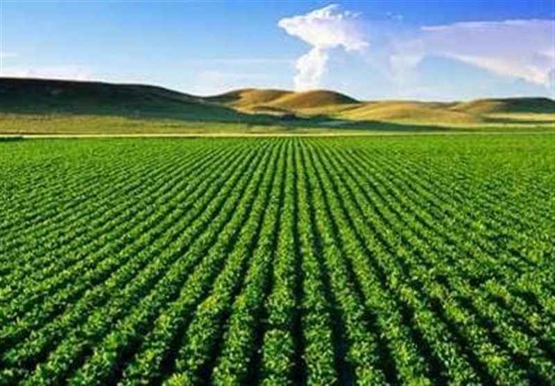 پروژه‌های کشاورزی و دامی استان یزد در دهه فجر افتتاح می‌شود