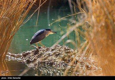 عالمی ویٹ لینڈز ڈے کی مناسبت سے