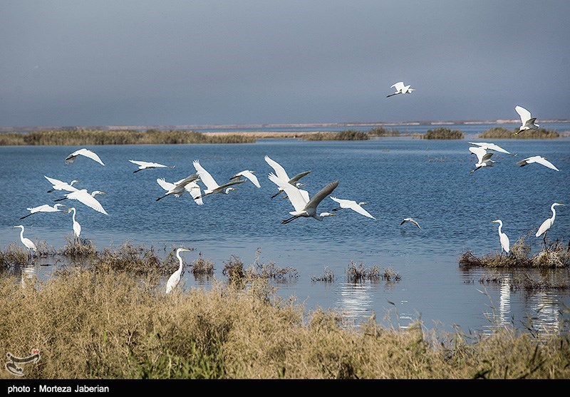 زمستان‌گذرانی پرندگان مهاجر در آبگیرهای استان کرمانشاه