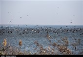 سرشماری پرندگان مهاجر در مازندران آغاز شد