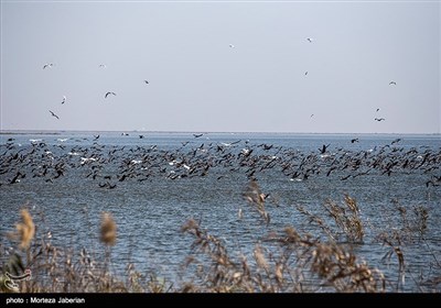 سرشماري،پرندگان،مازندران،مسئول،زمستانه