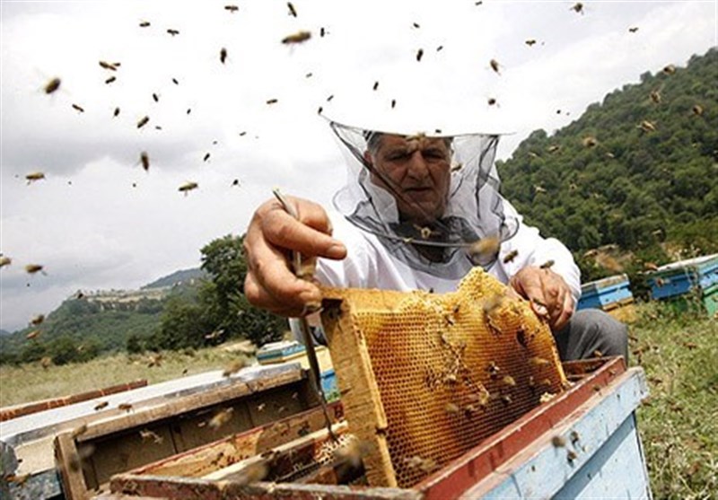 اردبیل|اکثر کارخانه‌های بسته‌بندی عسل در اردبیل تعطیل شده‌اند