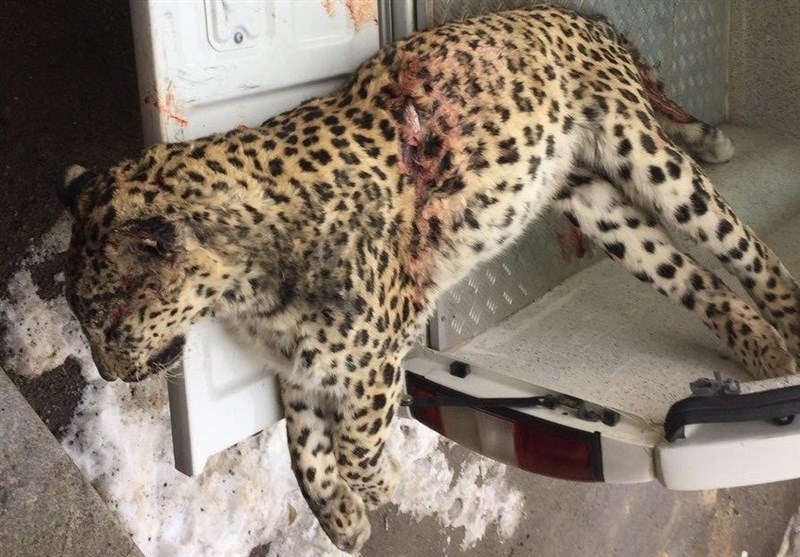 قطار باری در مسیر فیروزکوه جان یک پلنگ را گرفت