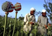 گزارش تسنیم| سازمان «سیا» دلال بزرگ مواد مخدر در افغانستان