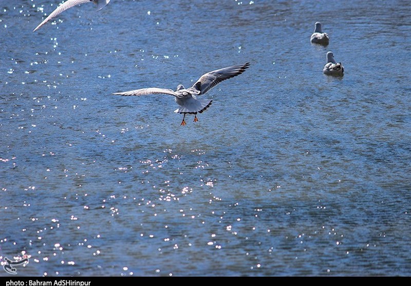 مهاجرت پرندگان زمستان‌گذران به تالاب‌های مازندران آغاز شد