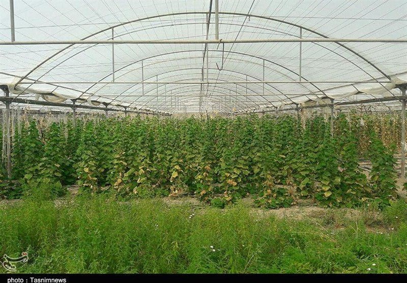 مشهد| سیستم‌های هوشمند گلخانه‌ای در ایران وجود ندارد