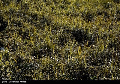 برداشت نیشکر در روستای ریکنده قائمشهر