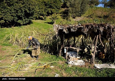 برداشت نیشکر در روستای ریکنده قائمشهر