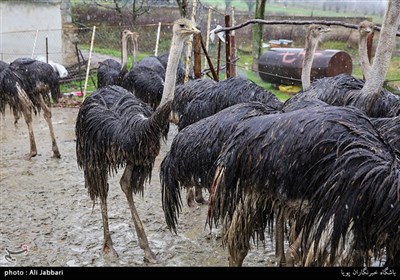 پرورش شترمرغ در روستای محمد اباد کتول استان گلستان