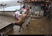 دانش‌آموخته دانشگاهی مجری طرح دامداری کوچک در خانواده شد