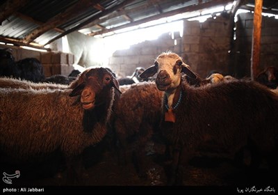 دامداری آقای مرتضی گل هم اکنون با 50رأس گوسفند فعالیت خود را ادامه میدهد