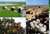 بیرجند| نخستین همایش ملی فرصت‌های نوین تولید و اشتغال بخش کشاورزی شرق کشور برگزار شد