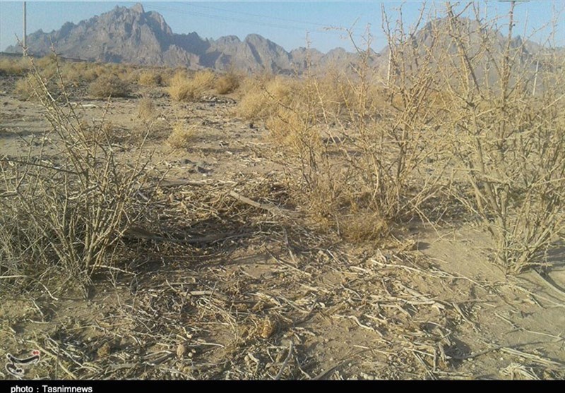 خراسان جنوبی| "خشکسالی بی‌سابقه" نیازمند حمایت جدی دولت از کشاورزان است