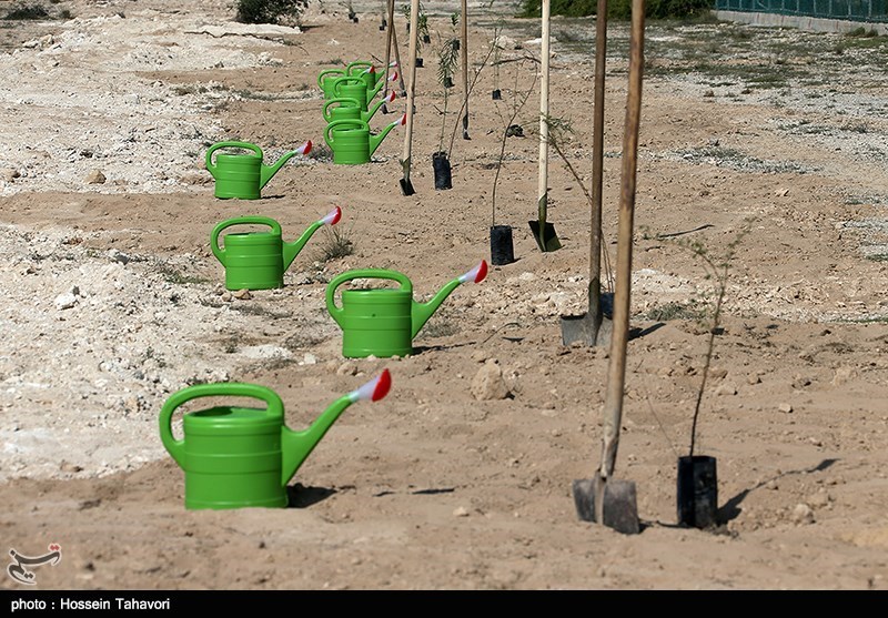 مشهد| توزیع 190 هزار اصله درخت رایگان بین شهروندان مشهدی