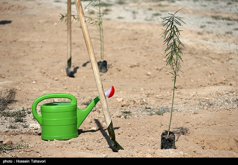 کاشت 6200 درخت مثمر به یاد شهدای دفاع مقدس در استان مرکزی