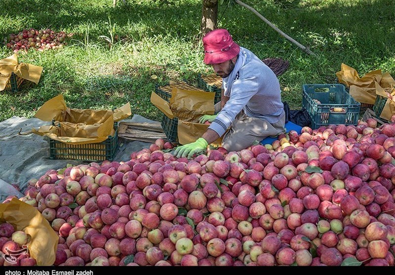 ارومیه| میوه بهشتی قربانی تصمیمات اشتباه مسئولان آذربایجان غربی می‌شود+فیلم