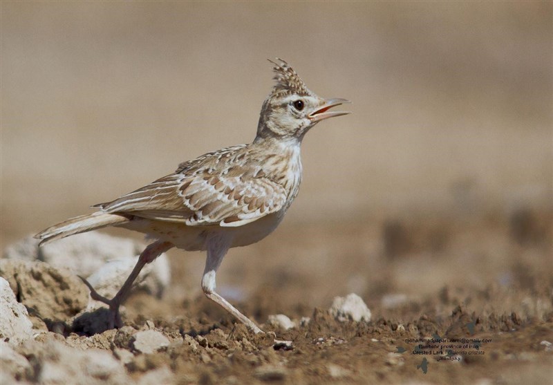 مجوز شکار پرندگان در کرمان تا پایان آذرماه تمدید شد
