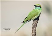 پرندگان استان بوشهر در قاب تصویر یک محیط‌بان