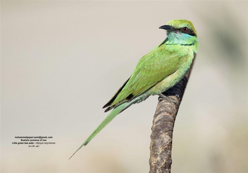 پرندگان استان بوشهر در قاب تصویر یک محیط‌بان
