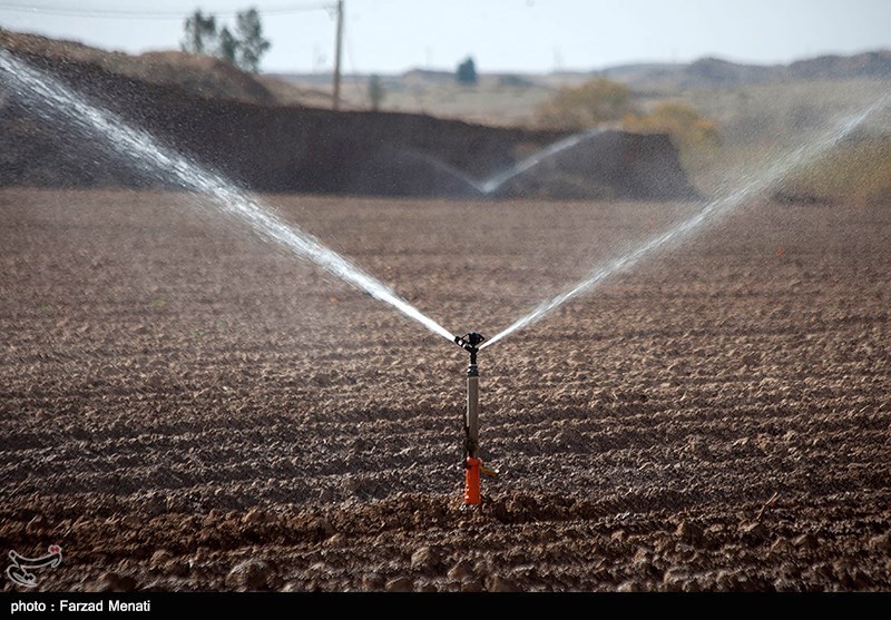 بوشهر|طرح کاداستر در 265 هزار هکتار از اراضی کشاورزی استان بوشهر اجرا شد