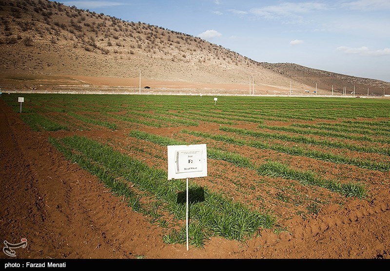 سرانه درآمد کردستانی‌ها با حمایت از بخش تولید و کشاورزی افزایش یابد