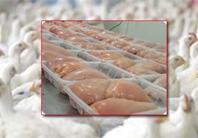 استان سیستان و بلوچستان تا پایان سال در تولید مرغ خودکفا می‌شود
