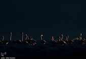 Flamingos Migrate to Miankaleh Lagoon in Iran