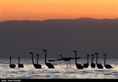 Flamingos Migrate to Miankaleh Lagoon in Iran