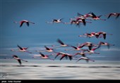 Flamingos Migrate to Miankaleh Lagoon in Iran