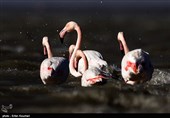 Flamingos Migrate to Miankaleh Lagoon in Iran