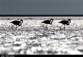Flamingos Migrate to Miankaleh Lagoon in Iran