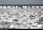 Flamingos Migrate to Miankaleh Lagoon in Iran