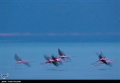 Flamingos Migrate to Miankaleh Lagoon in Iran