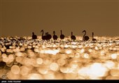 Flamingos Migrate to Miankaleh Lagoon in Iran