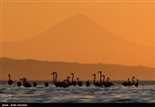 Flamingos Migrate to Miankaleh Lagoon in Iran