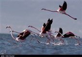 Flamingos Migrate to Miankaleh Lagoon in Iran
