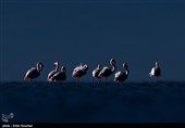 Flamingos Migrate to Miankaleh Lagoon in Iran