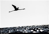 Flamingos Migrate to Miankaleh Lagoon in Iran