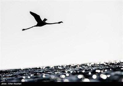 Flamingos Migrate to Miankaleh Lagoon in Iran