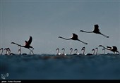 Flamingos Migrate to Miankaleh Lagoon in Iran