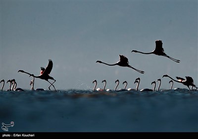 Flamingos Migrate to Miankaleh Lagoon in Iran